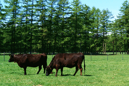 十勝育成牧場風景