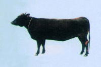 黒毛和牛の画像