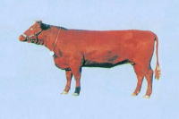 日本短角種の画像