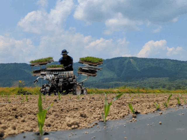 作業風景、農場全体写真