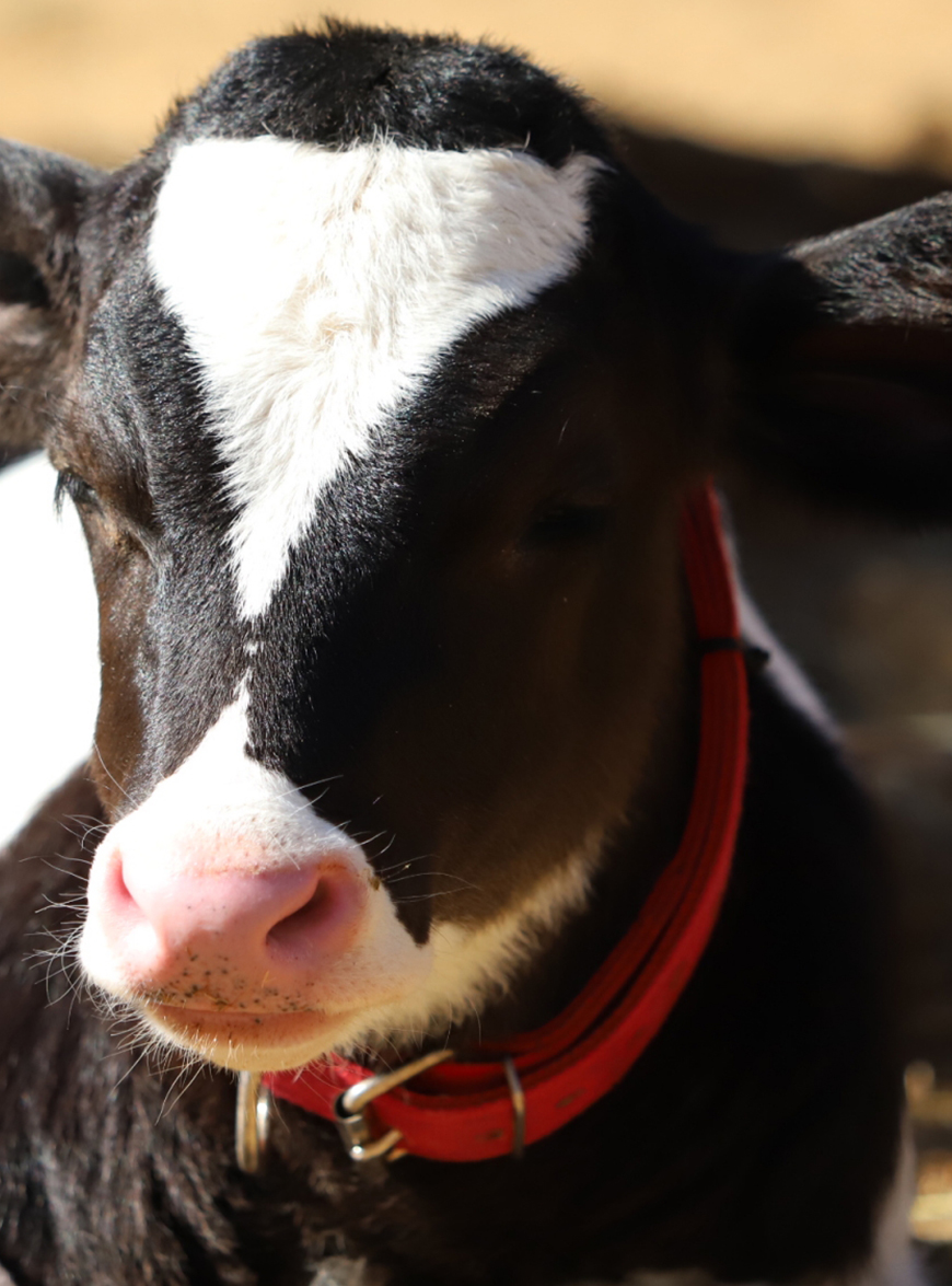 北海道農業公社